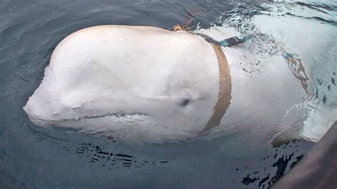 Russians Likely Used This Beluga Whale As a Spy. Here's Why. | Live Science