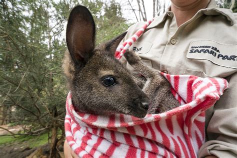 Wallaby - ZooBorns