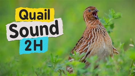 Quail Sound 2 Hours High Resolution - YouTube