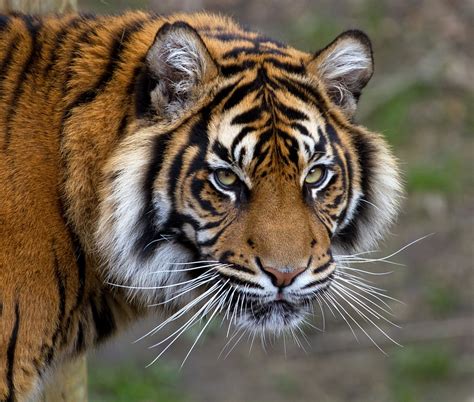 Close-up photo of tiger, sumatran tiger HD wallpaper | Wallpaper Flare