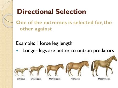 PPT - Modes of Natural Selection PowerPoint Presentation - ID:2488214