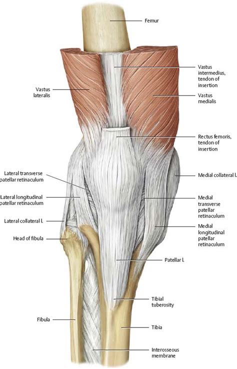 Anatomy Of The Knee Leg