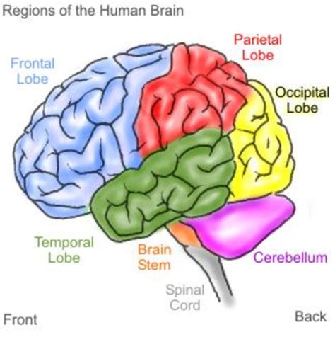 AS Psychology: The Working Memory Model - Owlcation