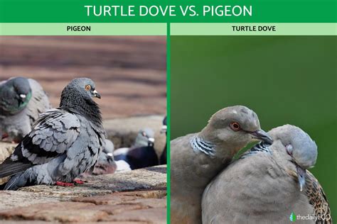 Difference Between Turtle Dove vs. Pigeon - Comparison With Photos