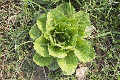 When To Harvest Romaine Lettuce - Garden.eco