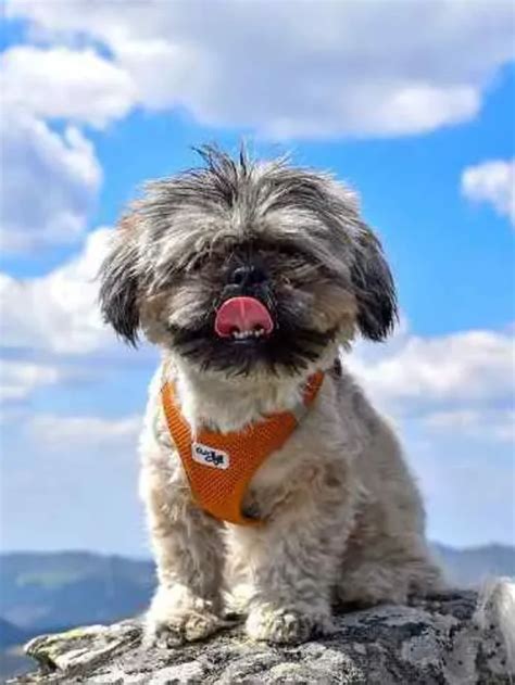 Shih Tzu Puppies - Dog Care Land - Paws Companions Across the World