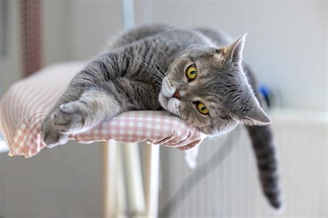 12 Signs Your Cat Is Having a Seizure | Frontier Veterinary Urgent Care