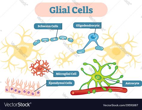 Nervous system glial cells schematic diagram Vector Image