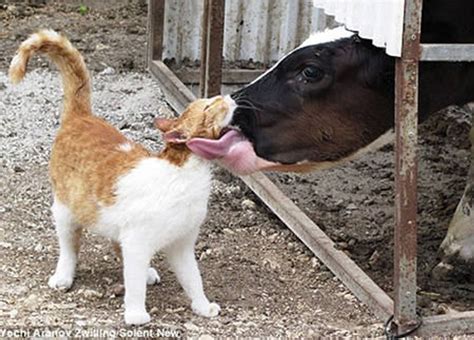 Stray Cat Visits Farm Cow Every Day For Love And Affection - Love Meow