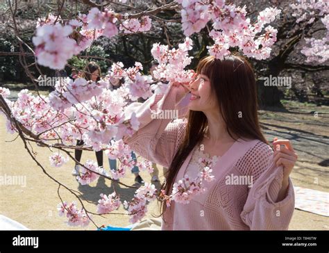 CHERRY BLOSSOM, TOKYO Stock Photo - Alamy