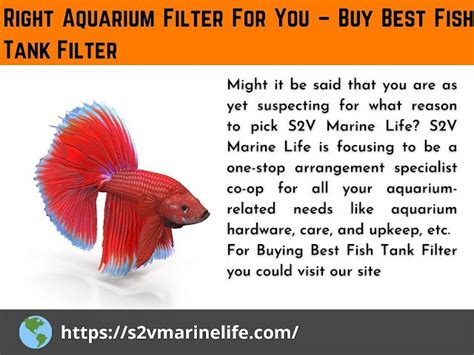 Types of Aquarium Filtration Process | Buy Best Fish Tank Filter | S2V Marine Life | by ...