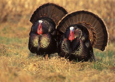 turkey, Bird, Wildlife, Thanksgiving, Nature Wallpapers HD / Desktop ...