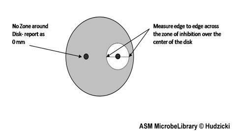 Module 9.5: Determining Antibiotic Sensitivity or Susceptibility After ...