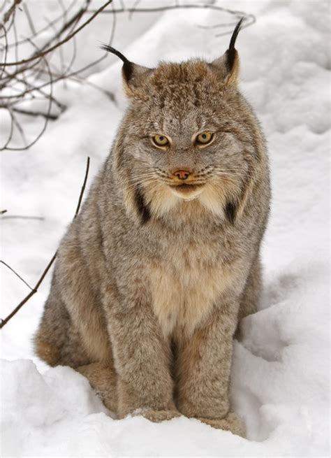 Canadian Lynx : r/bigcats