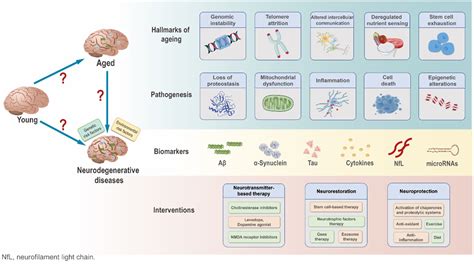 Inauguration of a unique journal Ageing and Neurodegenerative Diseases ...