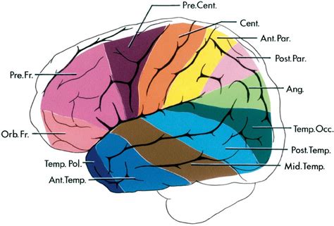 Classification of the Cortical Areas | Neuroanatomy | The Neurosurgical Atlas