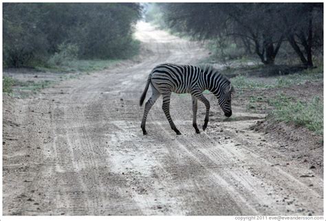 Young zebra crossing the road. (Photo ID 21249-timbavat)