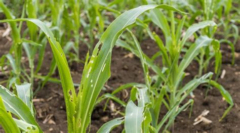 How to Get Rid of Army Worms: Life Cycle, Harm, and Control - Backyard Boss