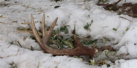 Deer shedding antlers early