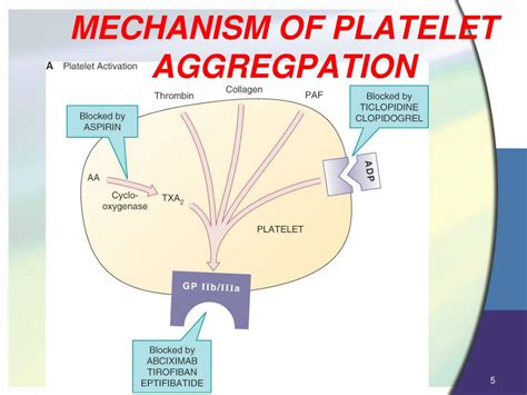 PPT - BLOOD COAGULATION, ANTICOAGULANT, THROMBOLYTICS & ANTIPLATELET DRUGS . PowerPoint ...