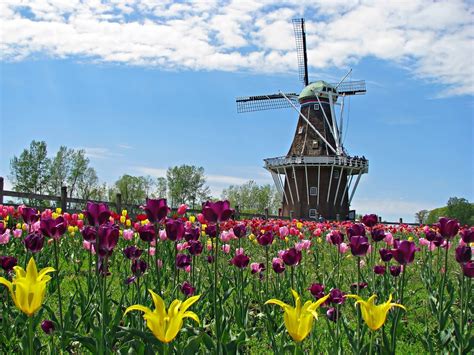 Holland Michigan home of the Tulip Festival | Holland michigan, Holland michigan tulip festival ...