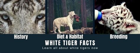 White Tiger Facts for Kids - All About White Tiger