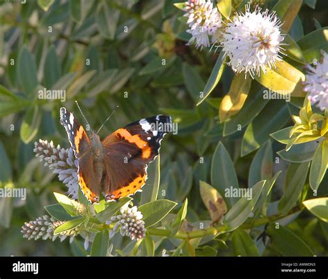 Red Admiral butterfly Stock Photo - Alamy