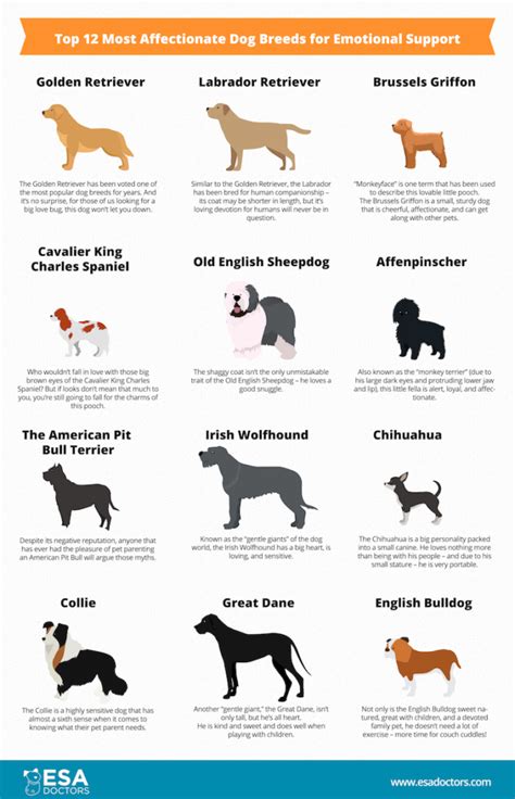 Top 12 Most Affectionate Dog Breeds for Emotional Support - ESA Doctors