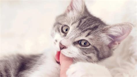 How To Help A Teething Kitten - Purrfect Love