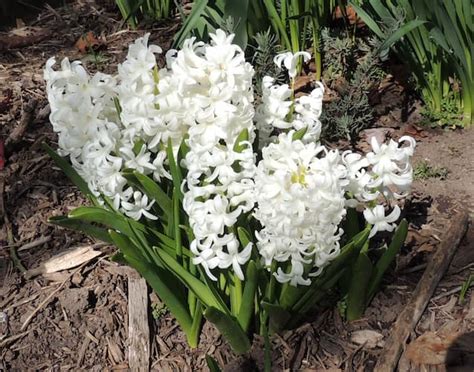 How to Grow Hyacinth Flower Bulb. Growing Hyacinth Dutch Bulbs.