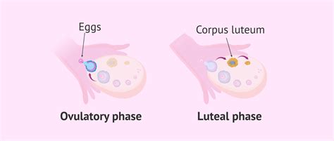 What is the Corpus luteum?