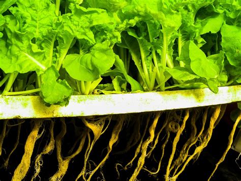 What is a hydroponic lettuce and how is it grown? - Global Gardening Secrets