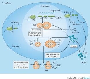 Ribosome biogenesis in cancer: new players and therapeutic avenues ...