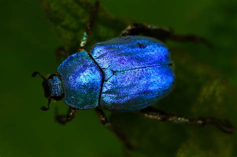 Macro Shot Of Blue Beetle-12 Inch BY 18 Inch Laminated Poster With Bright Colors And Vivid ...