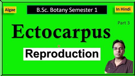 Ectocarpus reproduction - YouTube