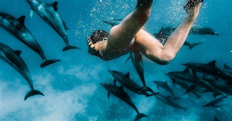 You Can No Longer Swim with Dolphins in New Zealand