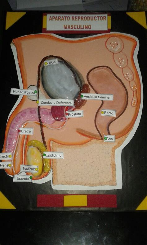 Aparato reproductor masculino | Sistema reproductor, Aparato genital, Proyectos de ciencia para ...