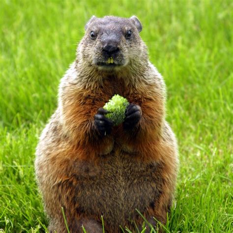 Woodchuck - Covenant Wildlife