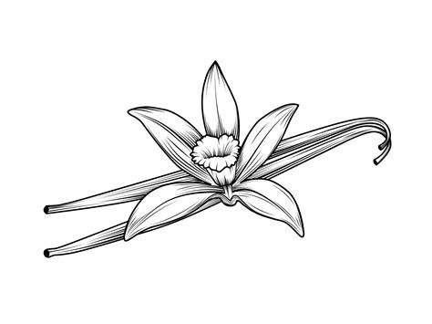 Vanilla flower sketch with dried vanilla stems. vintage style design ...