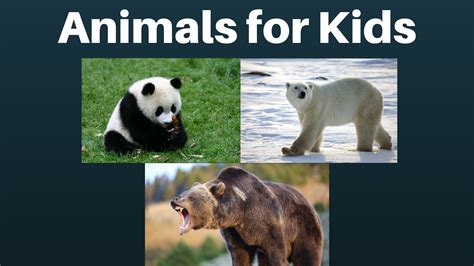 Watch Animals for Kids | Prime Video