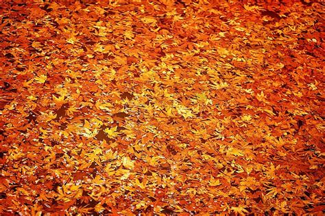 Abstract Autumn Leaves Background, Foliage, Falling, Nature Background Image for Free Download