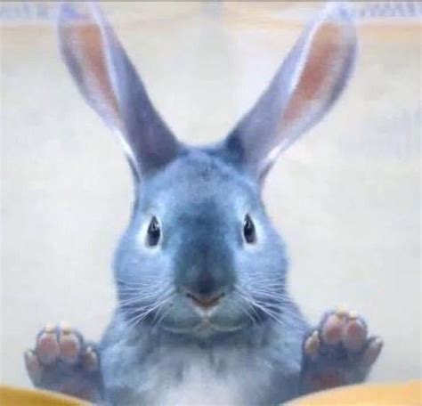 Blue Bunny Ice Cream commercial bunny. He's just so cute. | Blue bunny ice cream, Blue bunny ...