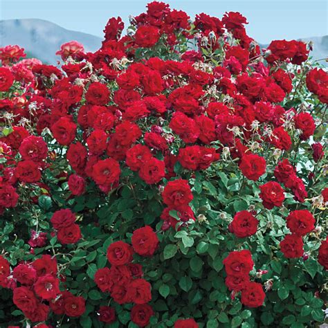 Oh My! Floribunda Rose: Jumbo Bareroot Roses from Gurneys