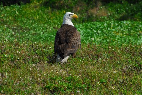 Bald Eagle Bird Symbol - Free photo on Pixabay - Pixabay