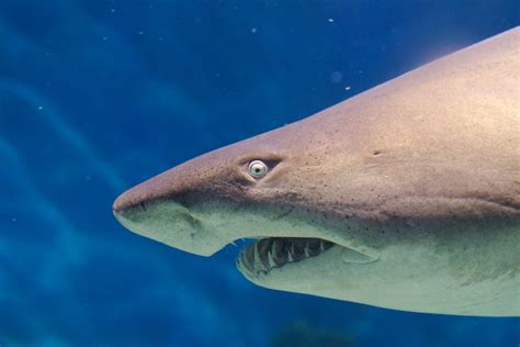 Aggressive & Easily Confused: 7 Facts About Sharks In Australia