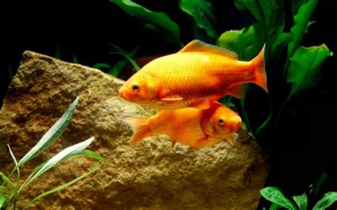 Common Goldfish Care: Complete Guide for Beginners - AquariumNexus