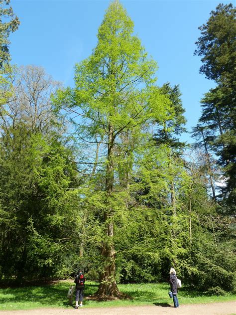 Metasequoia glyptostroboides | Plants Direct – Victoria, BC