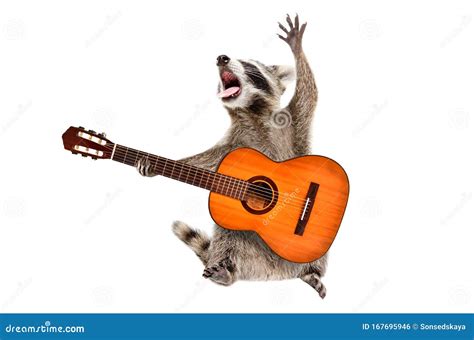 Funny Singing Raccoon with Acoustic Guitar Stock Photo - Image of cute ...