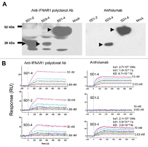 Anifrolumab binding to soluble IFNAR1 deletion variants. (A) Western ...