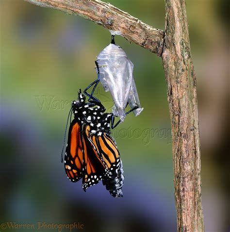 Monarch Butterfly hatching photo WP03447